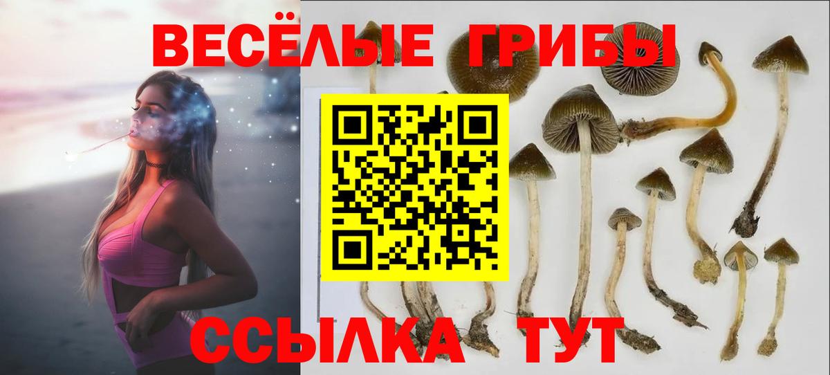Бугуруслан  где продают наркотики  Вход с VPN  Псилоцибиновые грибы Cubensis 